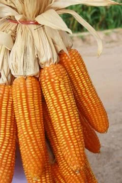 Raw corn and garden background Stock Photos
