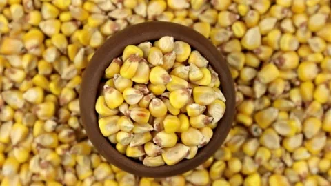 Raw corn background agricultural field close-up, non us film location sunlight, 库存影片 336581512