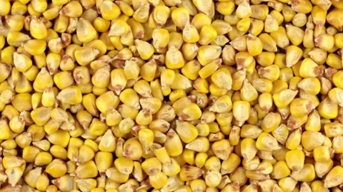 Raw corn background agricultural field close-up, non us film location sunlight, Stock Footage 336581526