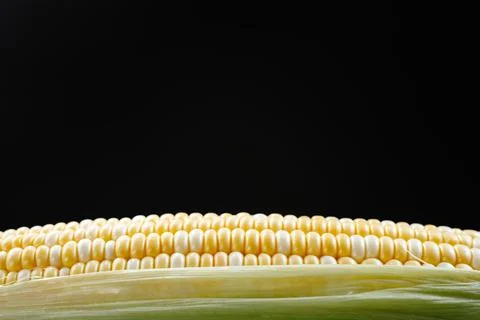 Raw corn in close-up. Corn kernel on black background. View from an angle Stock Photos