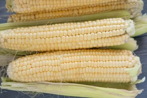 Raw corn close-up. Harvest corn on a farm, vegetable garden. Stock Photos