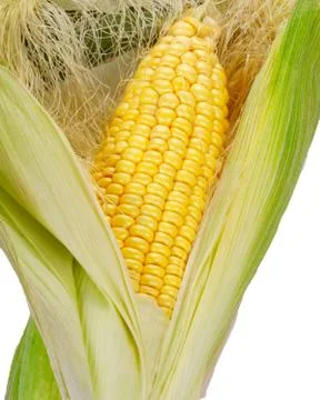 Raw Corn cob isolated on white background. Close up Stock Photos