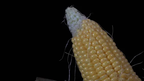 Raw corn cob without leaves Stock Footage 153216573