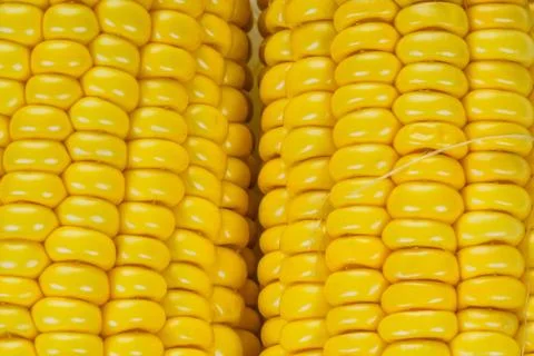 Raw Corn cobs isolated on white background. Close up Stock Photos
