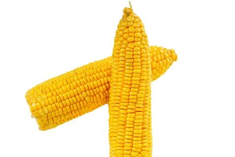 Raw Corn cobs isolated on white background. Close up Stock Photos