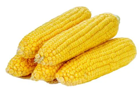 Raw Corn cobs isolated on white background. Close up Stock Photos