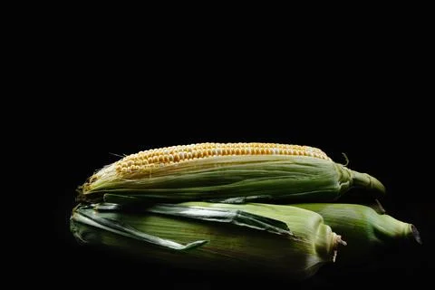 Raw corn cobs or maize on a black background. Harvest concept. Corn with green Stock Photos