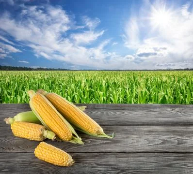 Raw corn on the corn field Stock Photos