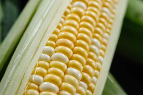 Raw corn on a dark background. Corn cobs in leafy green Stock Photos
