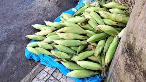 Raw corn. Stock Footage 329908339