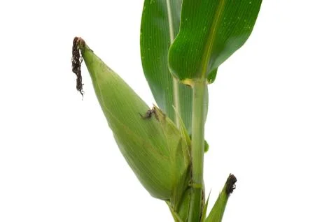 Raw corn isolated on white background Stock Photos