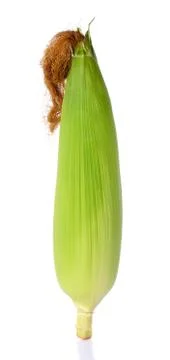 Raw corn isolated on the white background Stock Photos