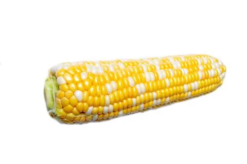 Raw corn isolated on white background Stock Photos