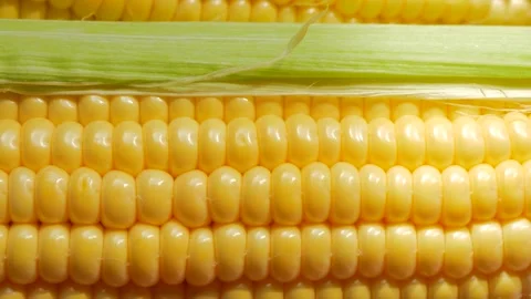 Raw corn with leaves, close-up. Stock Footage 138160253