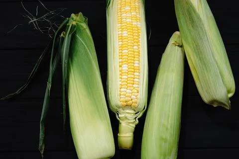 Raw corn or maize on dark background. Harvest food concept. Top view, flat lay Stock Photos