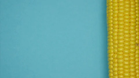 Raw corn over blue background moving from left to the right. Stop motion 動画素材 113100399