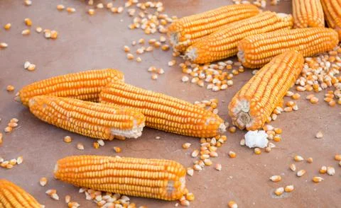 The raw corn Stock Photos