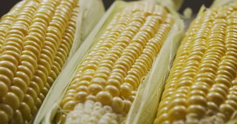 Raw corn rotates. Stock Footage 194913802