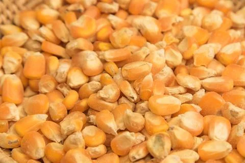 Raw corn seed Stock Photos