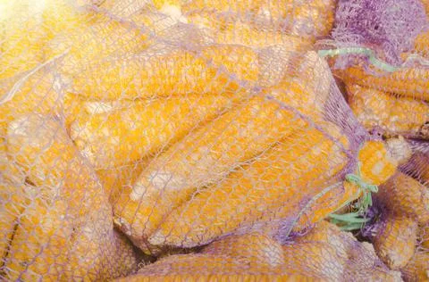 Raw corn seed in sack Fotos Stock