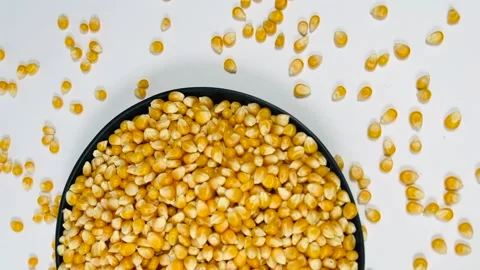 Raw corn seeds in dark plate, white background, horizontal format, top view Stock Footage 336847770