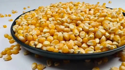 Raw corn seeds in dark plate, white background, horizontal, low angle Stock Footage 336847778