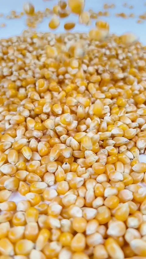 Raw corn seeds falling into dark plate, vertical format Stock Footage 336847783