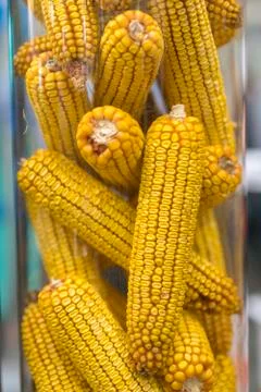Raw Corn Seeds or Corn kernels are the fruits of corn. Maize is a grain, and  Stock Photos