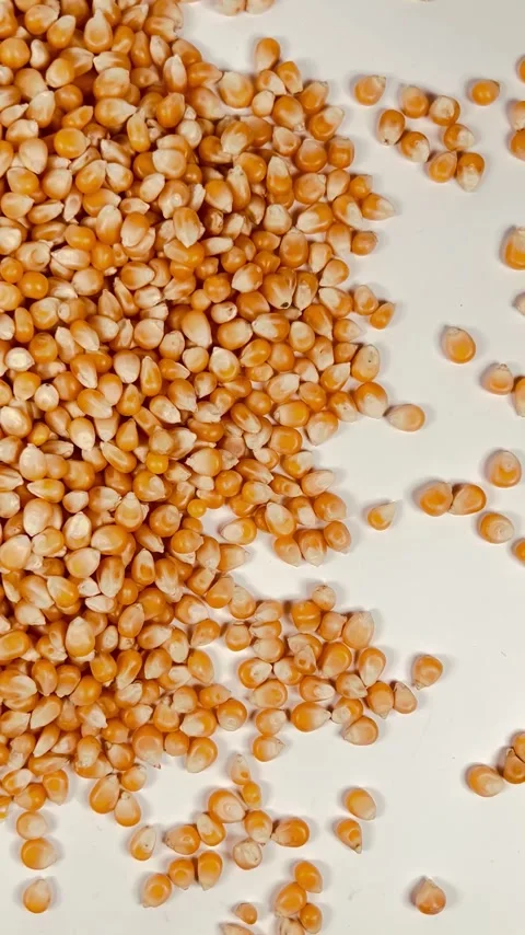 Raw corn seeds on white background, vertical format, top view Stock Footage 336847780