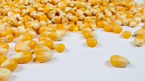 Raw corn seeds on white background, horizontal, low angle Stock Footage 336847782