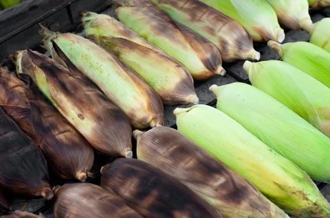 Raw corn in shell ready to be cooked. selective focus Stock Photos