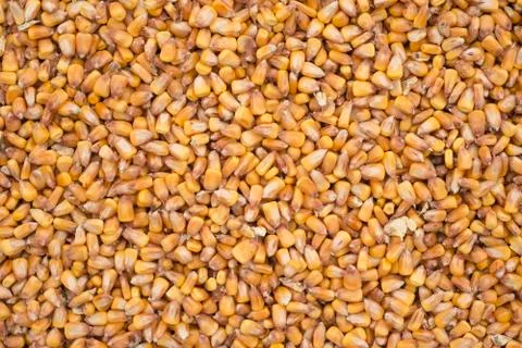 Raw corn texture background Stock Photos