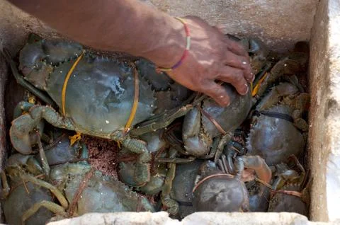 Raw crabs in box. Stock Photos