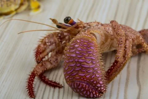 Raw crabs Stock Photos