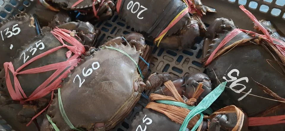 Raw crabs Stock Photos