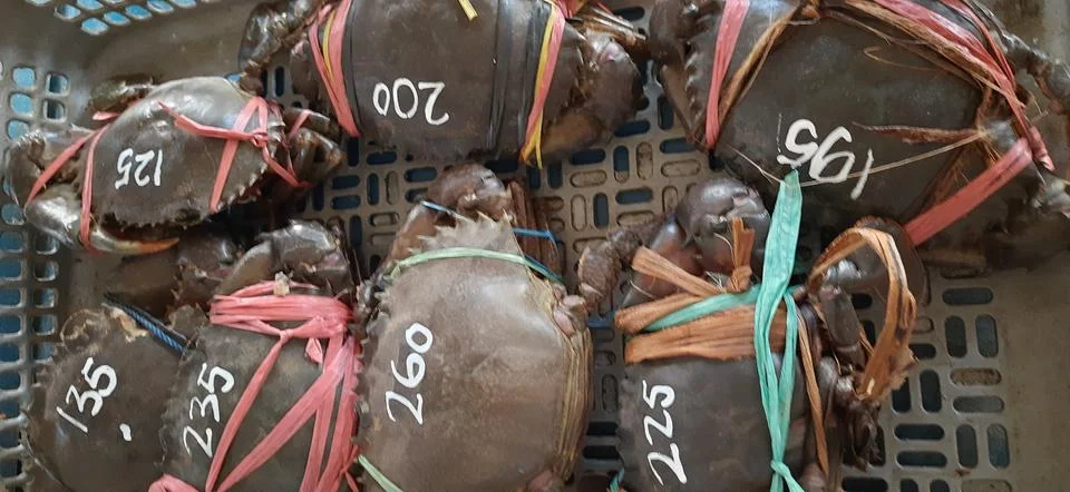 Raw crabs Stock Photos