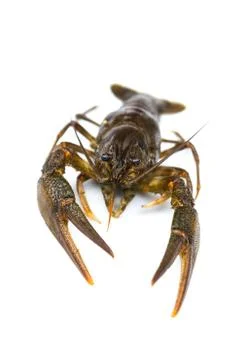 Raw crawfish Stock Photos