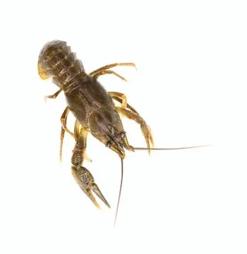 Raw crawfish Stock Photos