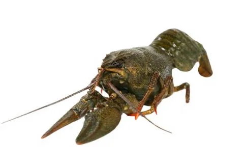 Raw crawfishe.isolated. Stock Photos