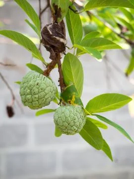 Raw custard apple fresh from the tree. Stock Photos
