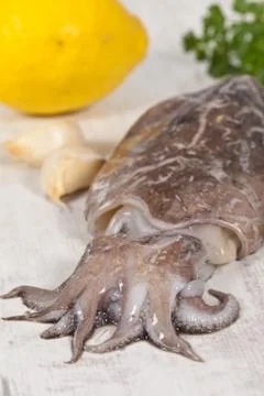 Raw cuttlefish Stock Photos