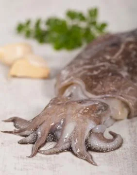 Raw cuttlefish Stock Photos