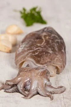 Raw cuttlefish Stock Photos