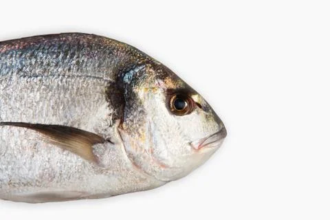 Raw dorado fish Stock Photos