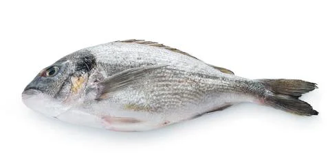 Raw dorado fish Foto stock
