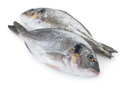 Raw dorado fish Stock Photos