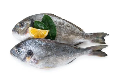 Raw dorado fish Stock Photos