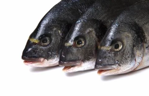 Raw dorado fish on white background. Stock Photos