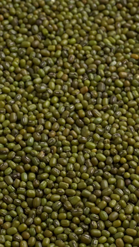 Raw dried mung beans as an background texture. Vertical video. Stock Footage 296293314
