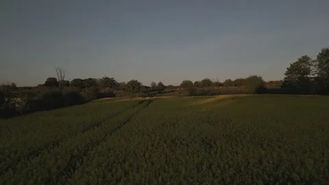 Raw Drone Journey Over Rapeseed Fields to Lazy Herd of Cows (Ungraded) Stock Footage 297211016